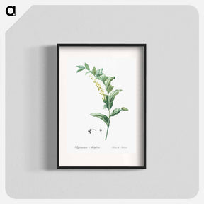 アートポスター-Solomon's seal - ピエール ジョゼフ ルドゥーテ Poster.