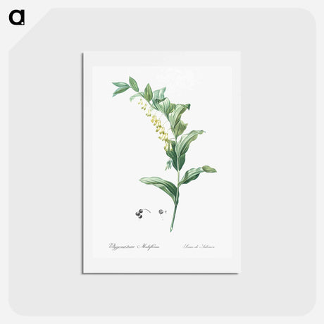 アートポストカード-Solomon's seal - ピエール ジョゼフ ルドゥーテ Postcard.