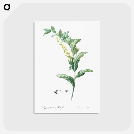 アートポストカード-Solomon's seal - ピエール ジョゼフ ルドゥーテ Postcard.