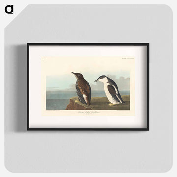 Slender-billed Guillemot
 - アメリカの鳥たち Poster.