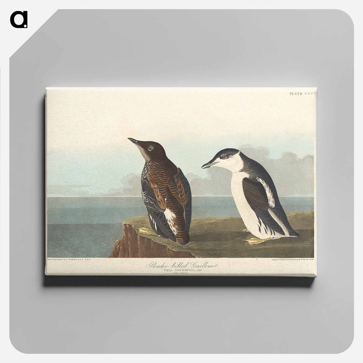 アートパネル-Slender-billed Guillemot
 - アメリカの鳥たち Canvas.