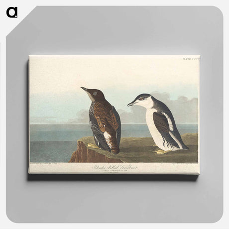 アートパネル-Slender-billed Guillemot
 - アメリカの鳥たち Canvas.