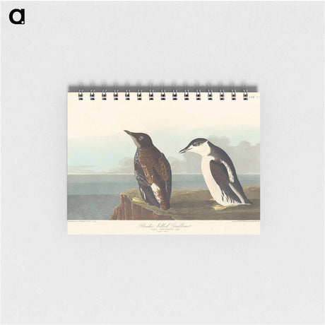 アートメモ帳-Slender-billed Guillemot
 - アメリカの鳥たち Memo.