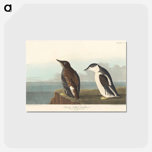 Slender-billed Guillemot
 - アメリカの鳥たち Postcard.