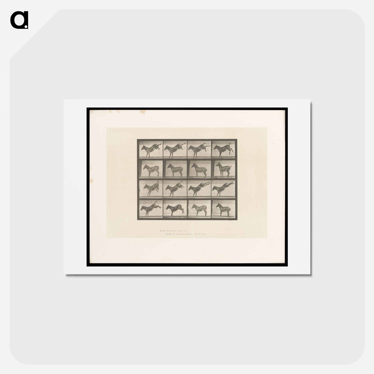 アートポストカード-Mule Kicking
 - エドワード マイブリッジ Postcard.