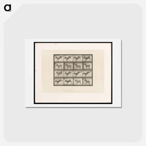 アートポストカード-Mule Kicking
 - エドワード マイブリッジ Postcard.