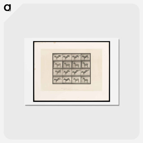 アートポストカード-Mule Kicking
 - エドワード マイブリッジ Postcard.
