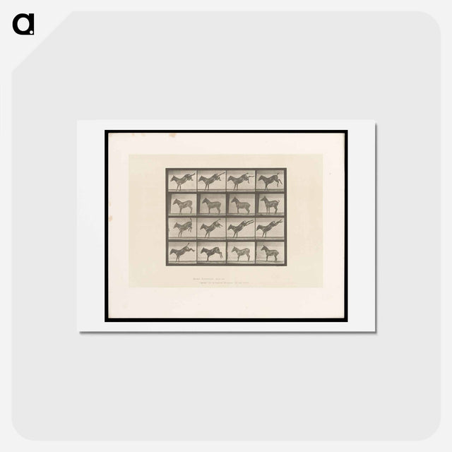 アートポストカード-Mule Kicking
 - エドワード マイブリッジ Postcard.
