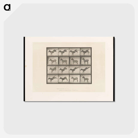 アートポストカード-Mule Kicking
 - エドワード マイブリッジ Postcard.