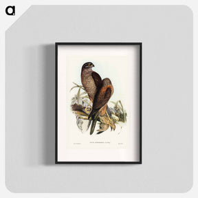 アートポスター-Australian Goshawk
 - ジョン グールド Poster.
