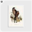 アートポストカード-Australian Goshawk
 - ジョン グールド Postcard.