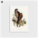 アートポストカード-Australian Goshawk
 - ジョン グールド Postcard.