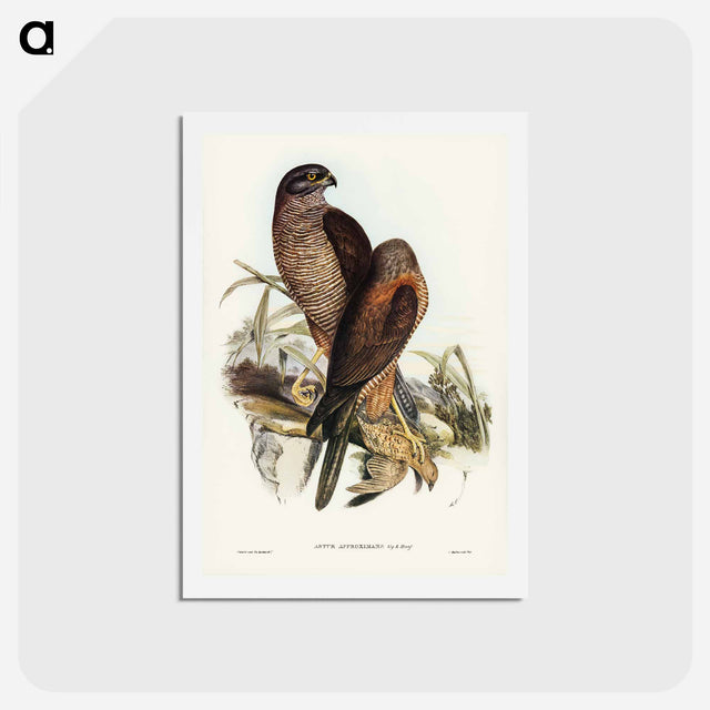 アートポストカード-Australian Goshawk
 - ジョン グールド Postcard.