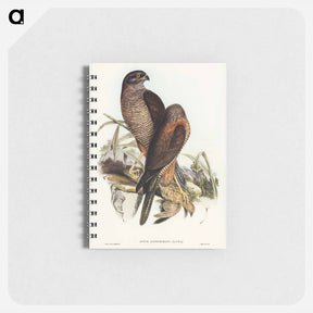 アートメモ帳-Australian Goshawk
 - ジョン グールド Memo.