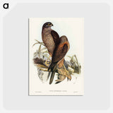 アートポストカード-Australian Goshawk
 - ジョン グールド Postcard.