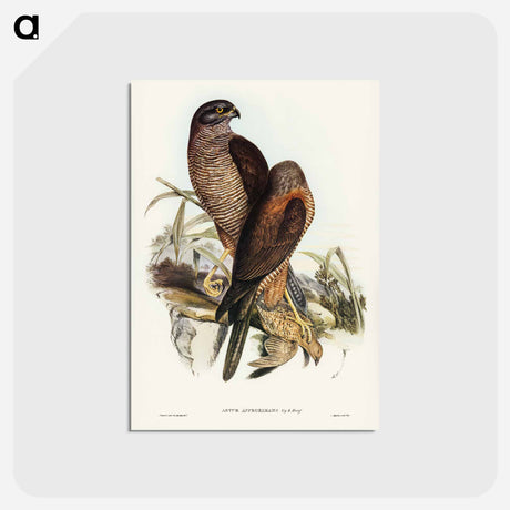 アートポストカード-Australian Goshawk
 - ジョン グールド Postcard.