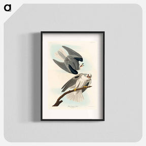 アートポスター-Black-Winged Hawk
 - ジョン ジェームス オーデュボン Poster.