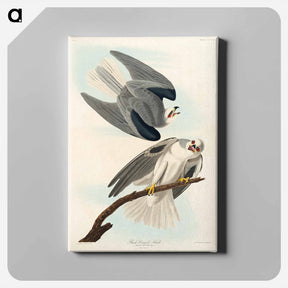 アートパネル-Black-Winged Hawk
 - ジョン ジェームス オーデュボン Canvas.