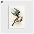 アートポストカード-Black-Winged Hawk
 - ジョン ジェームス オーデュボン Postcard.