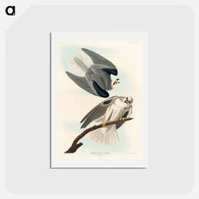 アートポストカード-Black-Winged Hawk
 - ジョン ジェームス オーデュボン Postcard.