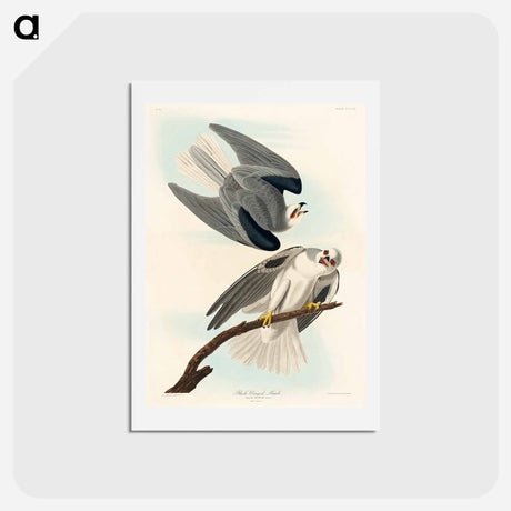 アートポストカード-Black-Winged Hawk
 - ジョン ジェームス オーデュボン Postcard.