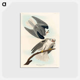 アートポストカード-Black-Winged Hawk
 - ジョン ジェームス オーデュボン Postcard.
