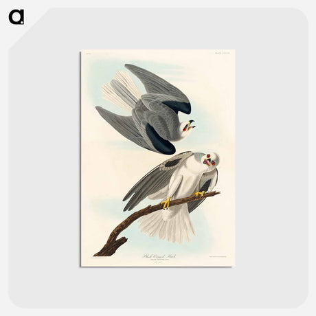 アートポストカード-Black-Winged Hawk
 - ジョン ジェームス オーデュボン Postcard.