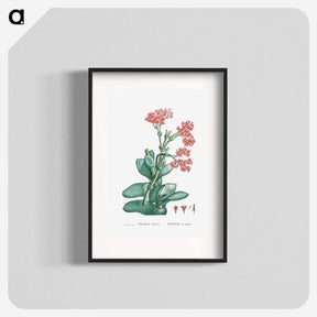 アートポスター-Rochea Falcata (Propeller Plant) - ピエール ジョゼフ ルドゥーテ Poster.