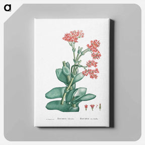 アートパネル-Rochea Falcata (Propeller Plant) - ピエール ジョゼフ ルドゥーテ Canvas.