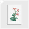 アートポストカード-Rochea Falcata (Propeller Plant) - ピエール ジョゼフ ルドゥーテ Postcard.