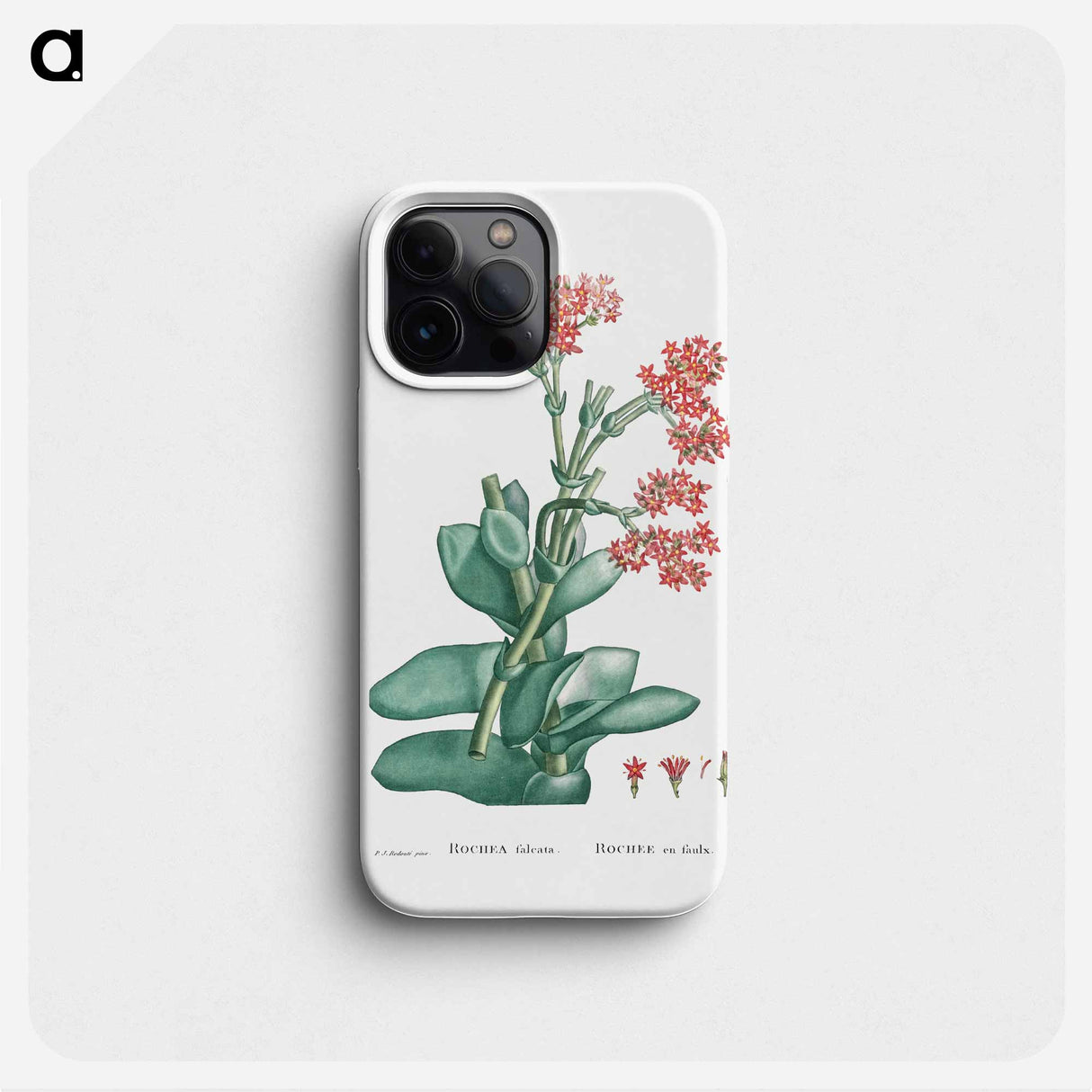 Rochea Falcata (Propeller Plant) - ピエール ジョゼフ ルドゥーテ Phone Case.