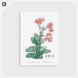 アートポストカード-Rochea Falcata (Propeller Plant) - ピエール ジョゼフ ルドゥーテ Postcard.
