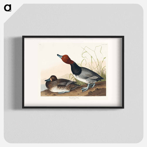 Red-headed Duck from Birds of America
 - アメリカの鳥たち Poster.