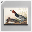 アートパネル-Red-headed Duck from Birds of America
 - アメリカの鳥たち Canvas.
