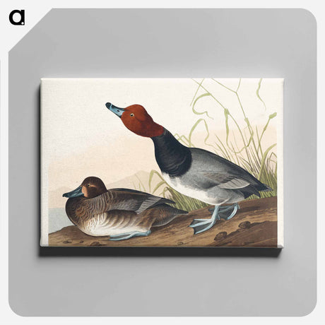 アートパネル-Red-headed Duck from Birds of America
 - アメリカの鳥たち Canvas.