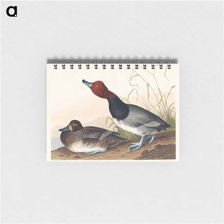 アートメモ帳-Red-headed Duck from Birds of America
 - アメリカの鳥たち Memo.