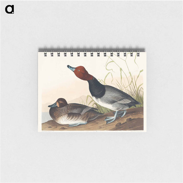 アートメモ帳-Red-headed Duck from Birds of America
 - アメリカの鳥たち Memo.
