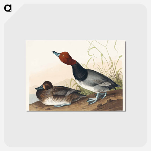Red-headed Duck from Birds of America
 - アメリカの鳥たち Postcard.
