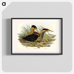 アートポスター-Yellow-necked Bittern
 - オーストラリアの鳥 Poster.