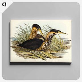 アートパネル-Yellow-necked Bittern
 - オーストラリアの鳥 Canvas.