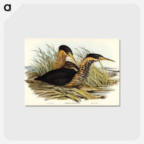 アートポストカード-Yellow-necked Bittern
 - オーストラリアの鳥 Postcard.