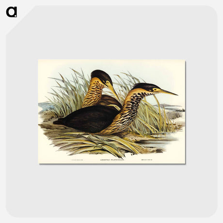 アートポストカード-Yellow-necked Bittern
 - オーストラリアの鳥 Postcard.