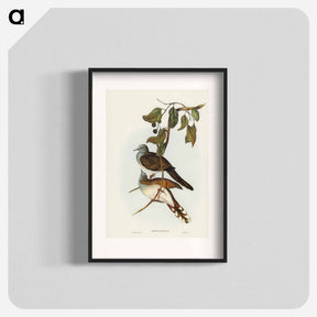 アートポスター-Barred-shouldered Ground Dove
 - ジョン グールド Poster.