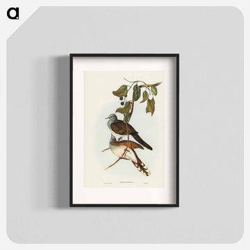 Barred-shouldered Ground Dove
 - ジョン グールド Poster.