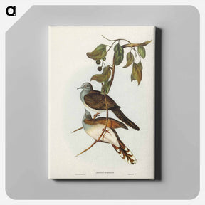 アートパネル-Barred-shouldered Ground Dove
 - ジョン グールド Canvas.