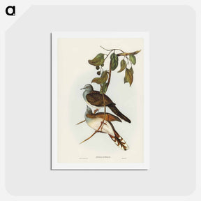 アートポストカード-Barred-shouldered Ground Dove
 - ジョン グールド Postcard.