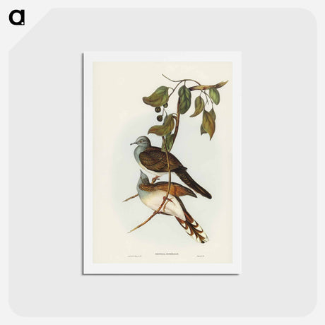 アートポストカード-Barred-shouldered Ground Dove
 - ジョン グールド Postcard.