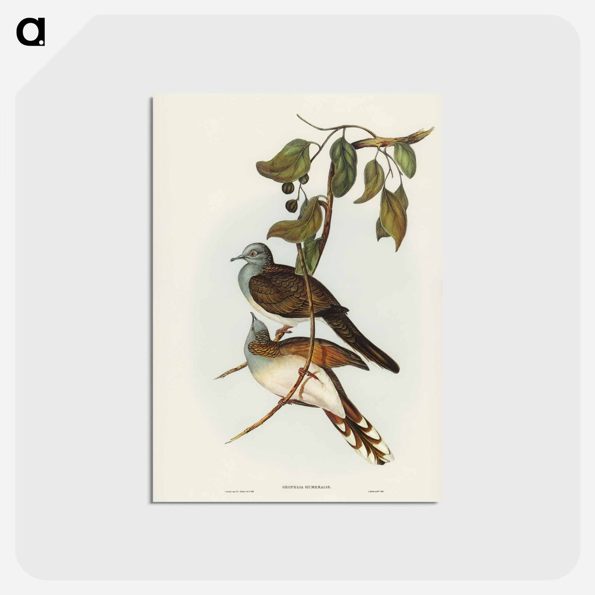 アートポストカード-Barred-shouldered Ground Dove
 - ジョン グールド Postcard.