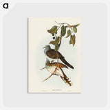 アートポストカード-Barred-shouldered Ground Dove
 - ジョン グールド Postcard.