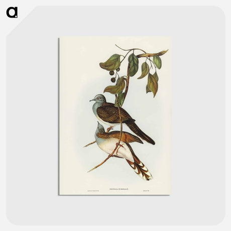 アートポストカード-Barred-shouldered Ground Dove
 - ジョン グールド Postcard.